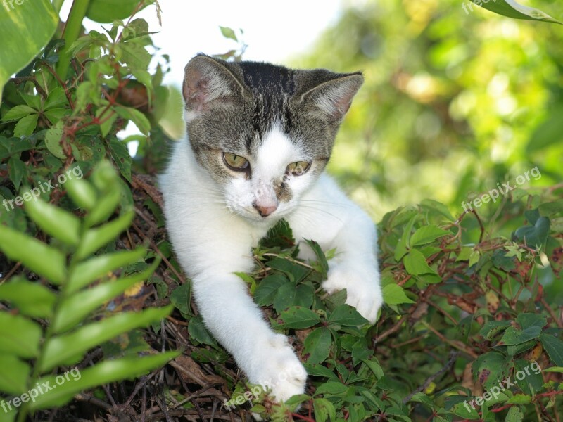 Cat Pet Kitten Domestic Kitty