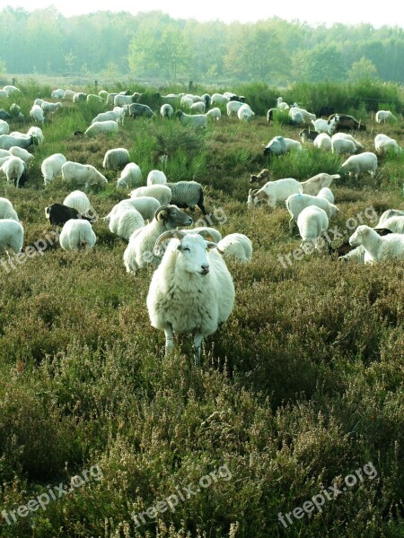 Sheep Heide Flock Pasture Agriculture