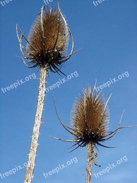 Thistle Spines Blue Sky Autumn