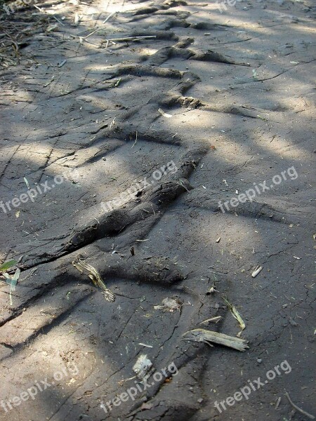 Tire Tracks Path Field Print Tractor