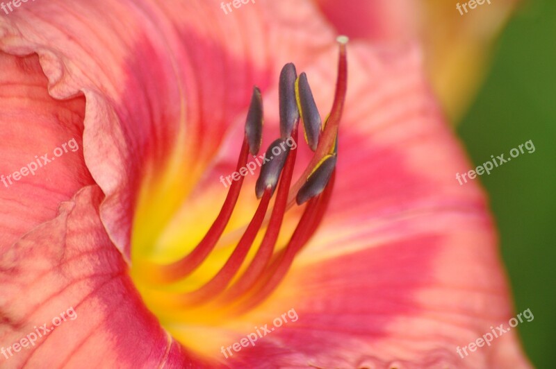 Daylily Flower Macro Plant Floral