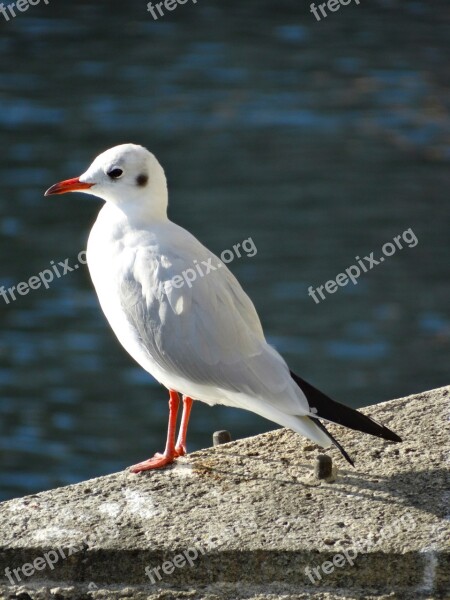 Seagull Water Bird Animal World Water Birds