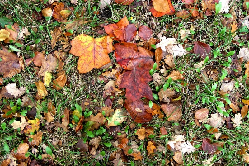 Leaves Autumn Fall Foliage Colorful Fall Leaves