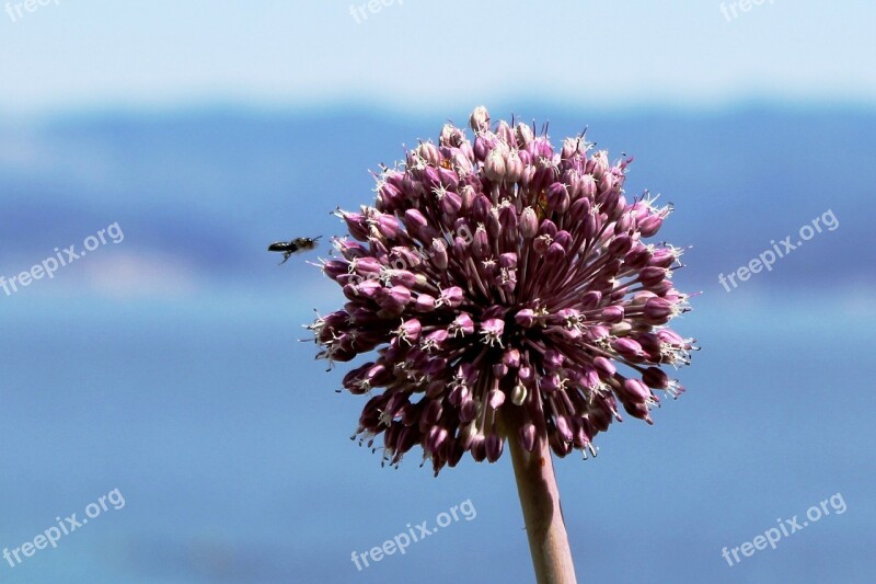 Clover Flower Bee Purple Flower Macro