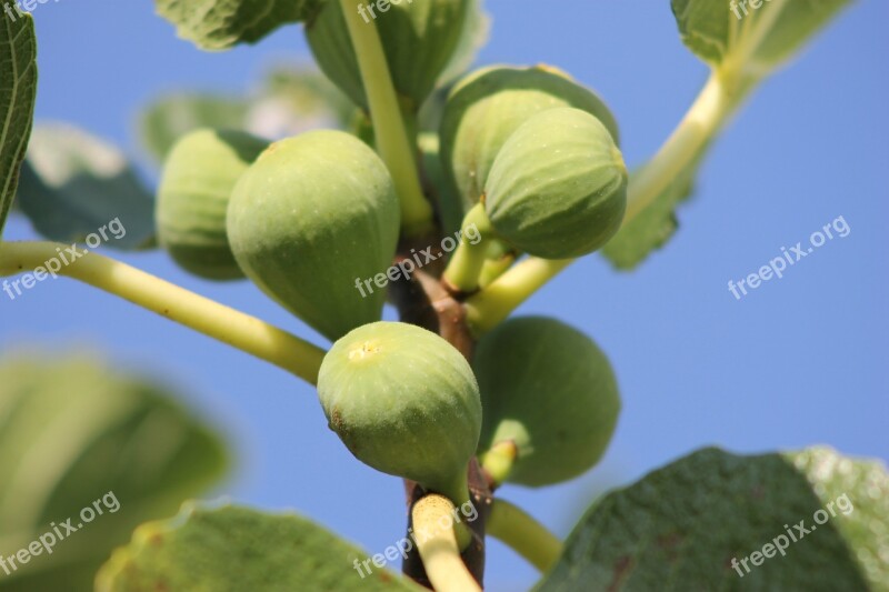 Figs Fruits Fruit Fig Tree Food