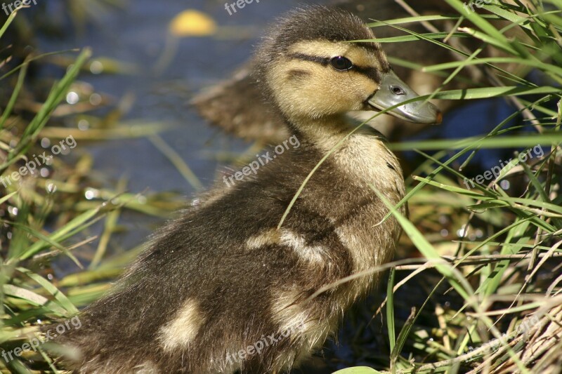 Duckling Duck Baby Duck Baby Bird