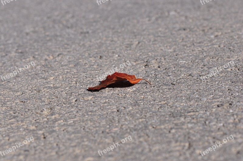 Leaf Leaves Asphalt Road Free Photos