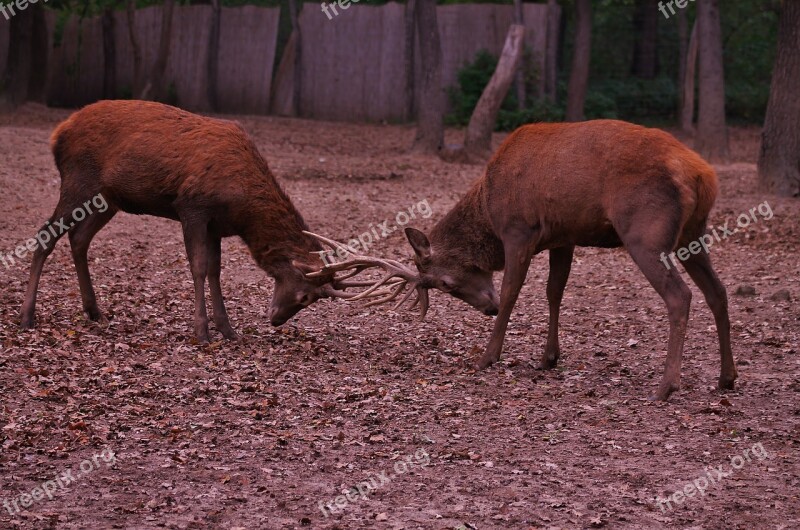 Deer Nature Forest Animal Free Photos