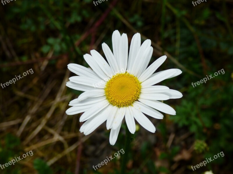 Daisy White Flower Nature Free Photos