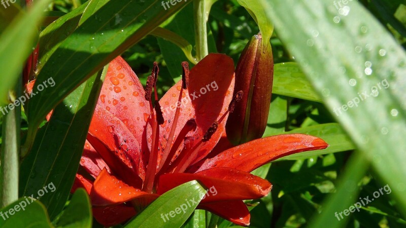 Red Lilies Flowers Garden The Sun Rain Drops