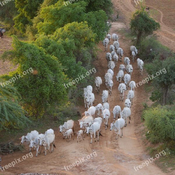 Cow Herd Cows Flock Burma Myanmar