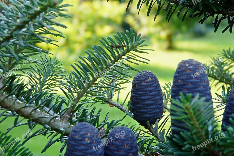 Korean Fir Garden Needle Cones Needles