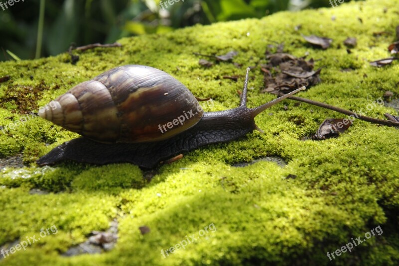 Snails Moss Green Free Photos