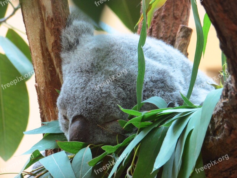 Koala Gray Dormant Animal Mammal