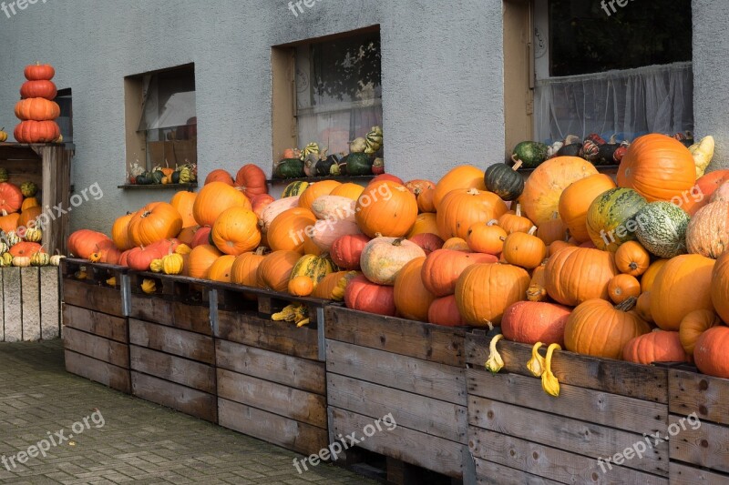 Pumpkins Autumn Orange Yellow Gourd