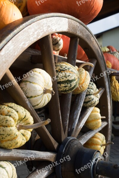 Pumpkins Autumn Orange Yellow Gourd