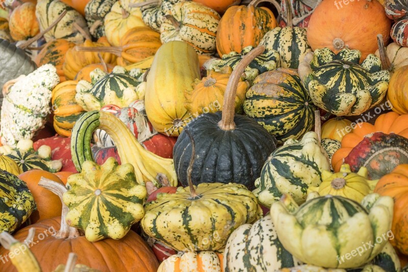 Pumpkins Autumn Orange Yellow Gourd