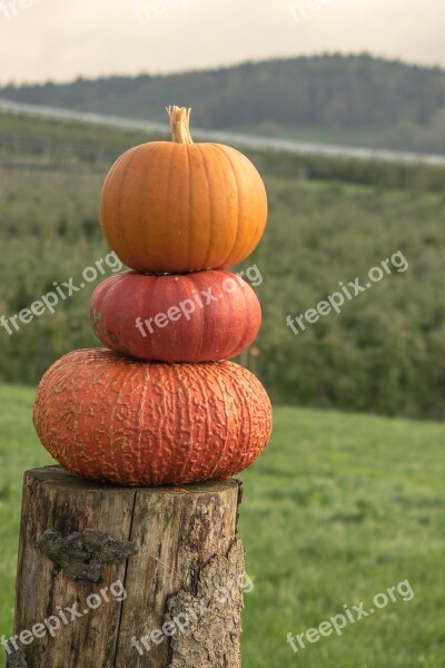 Pumpkins Autumn Orange Yellow Gourd