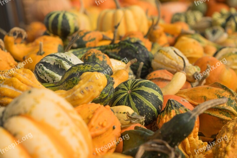 Pumpkins Autumn Orange Yellow Gourd