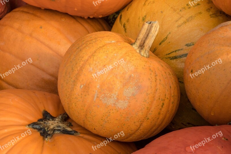 Pumpkins Autumn Orange Yellow Gourd