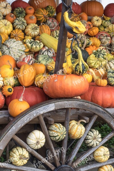 Pumpkins Autumn Orange Yellow Gourd