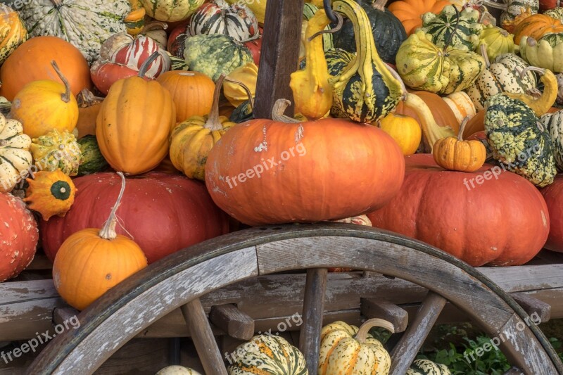 Pumpkins Autumn Orange Yellow Gourd