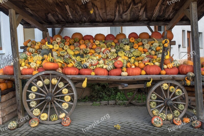 Pumpkins Autumn Orange Yellow Gourd