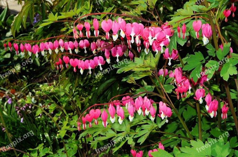 Bleeding Heart Flowers Pink Ornamental Plant Bloom