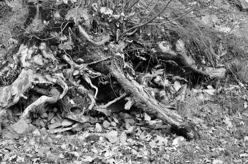 Root Stones Leaves Black And White Free Photos