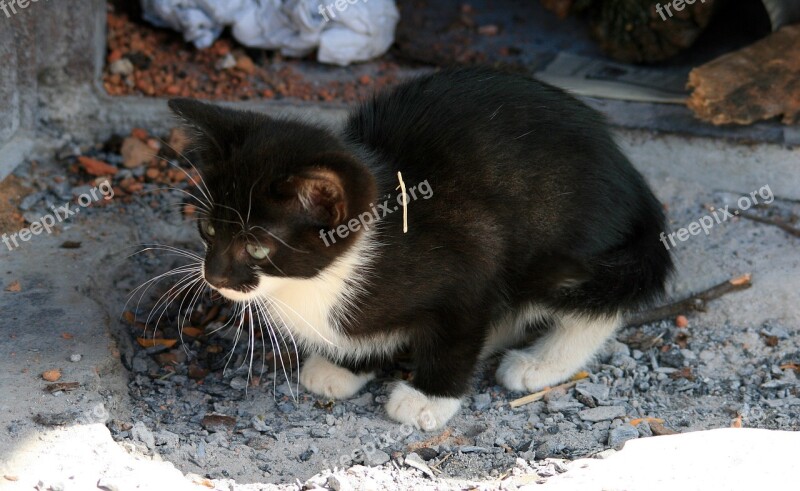 Kitten Small Cat Black White