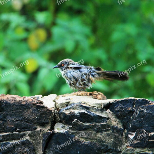 Bird Small Feathers Damp Wet