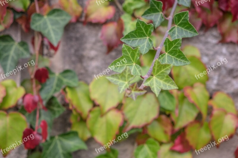 Leaves Golden Autumn Fall Foliage Leaf Season