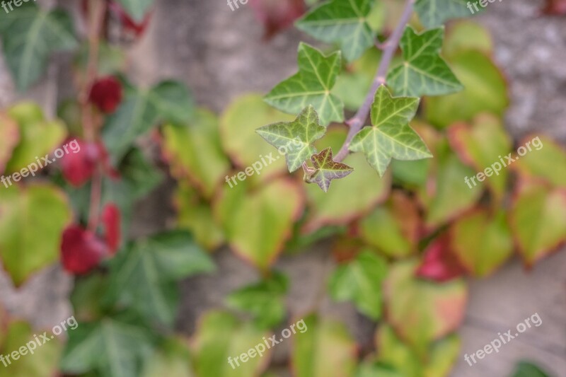 Leaves Golden Autumn Fall Foliage Leaf Season