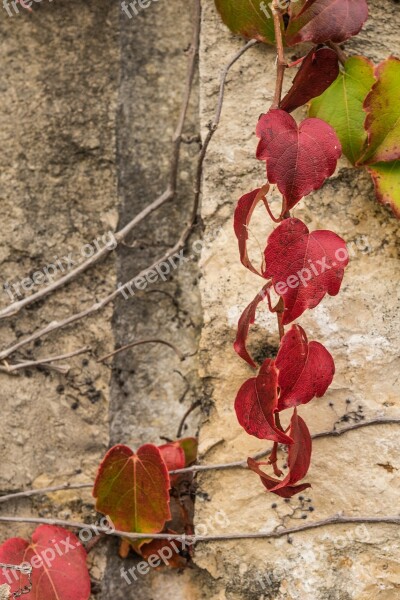 Leaves Red Golden Autumn Fall Foliage Leaf