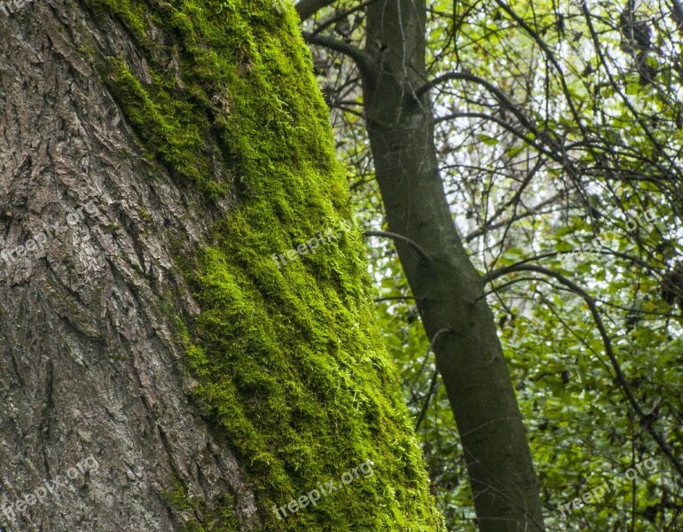 Moss Log Forest Mohapárna Free Photos