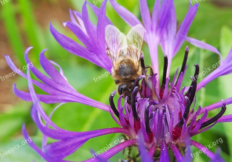 Cornflower Bee Meadow Flower Purple