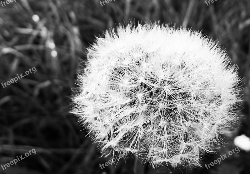 Dandelion Faded Fluff Free Photos