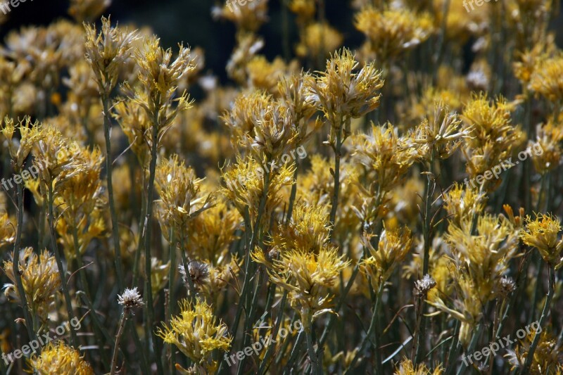 Broom Bush Nature Yellow Free Photos