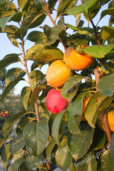 Kaki Fruit Nature Vegetable Tree