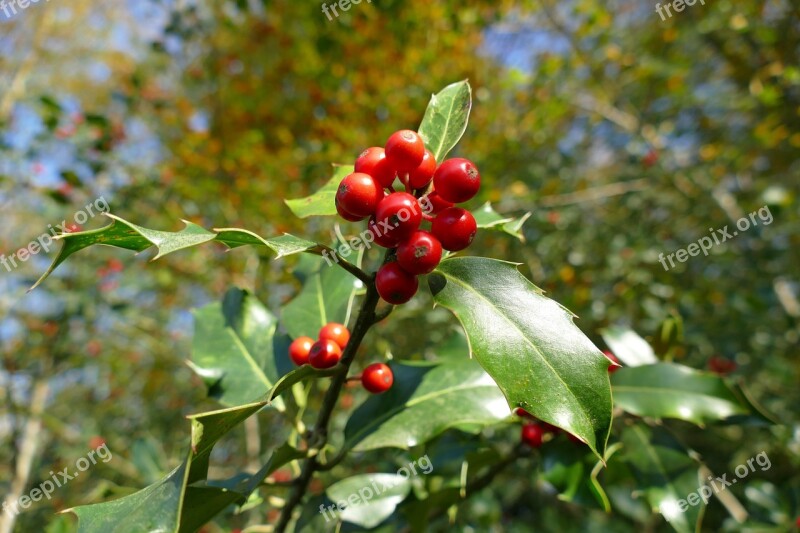 Holly Autumn Berries Red Free Photos