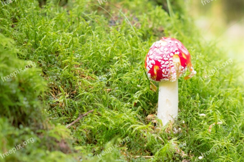 Fly Agaric Mushroom Toxic Nature Autumn