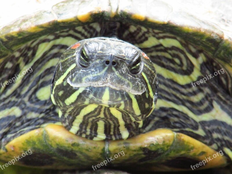 Turtle Zoo Macro Stripes Reptile