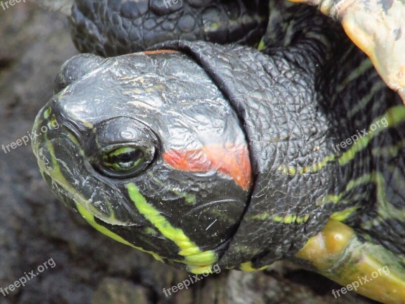 Turtle Macro Zoo Eye Free Photos