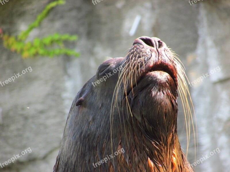 Sea ​​lion Beard Male Animal Zoo