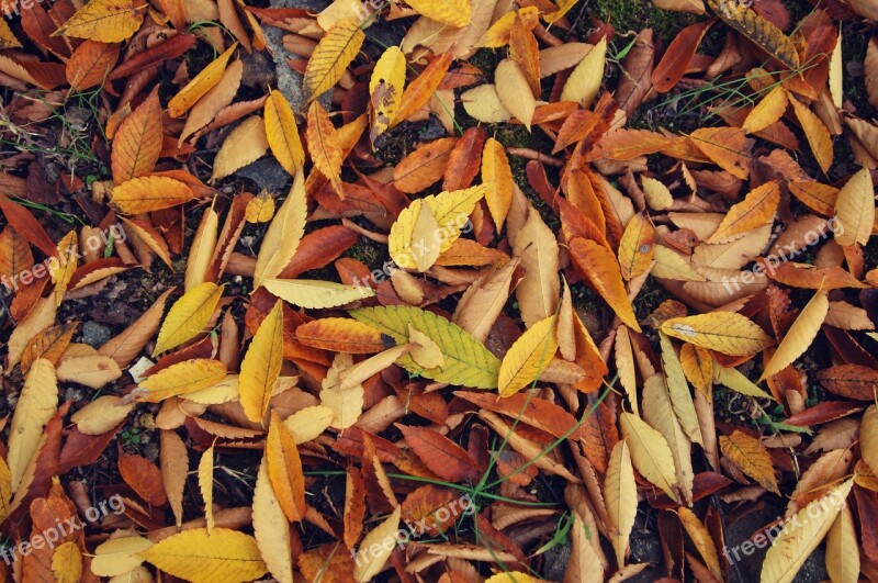 Autumn Leaves Autumn Leaves Wood Leaf