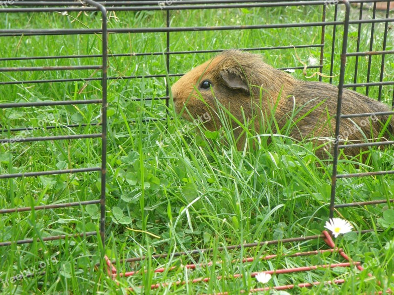 Guinea-pig Male Agouti Red Cage