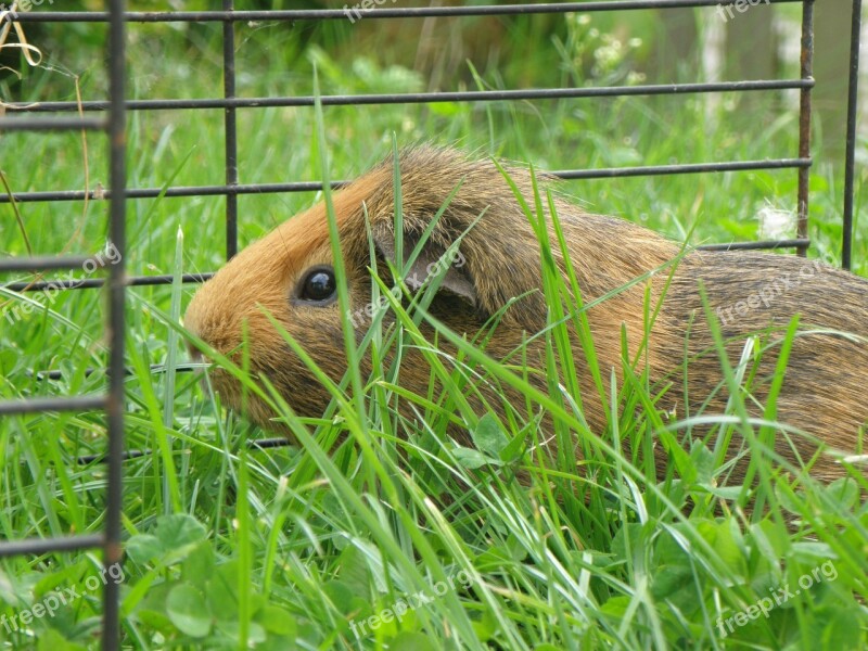 Guinea-pig Male Agouti Red Cage