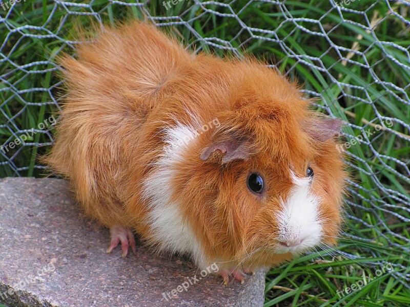 Guinea-pig Rosette Female Redheaded Free Photos