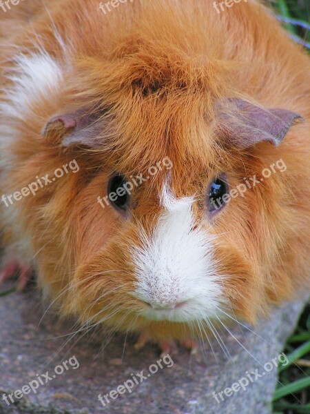 Guinea-pig Rosette Female Redheaded Head