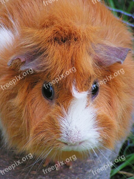 Guinea-pig Red Female Rosette White